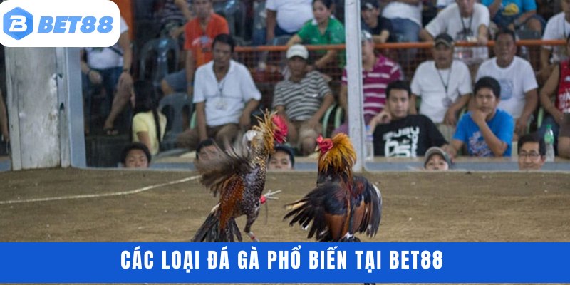 Các loại đá gà phổ biến tại BET88