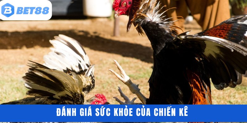 Đánh giá sức khỏe của chiến kê