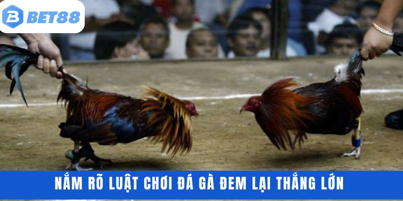 Nắm rõ luật chơi đá gà đem lại thắng lớn