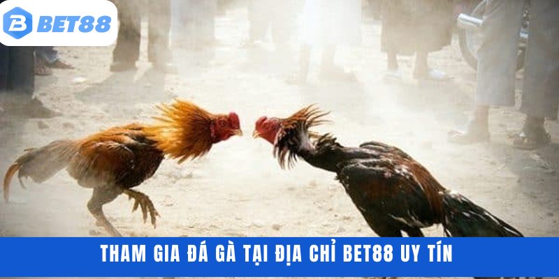 Tham gia đá gà tại địa chỉ BET88 uy tín